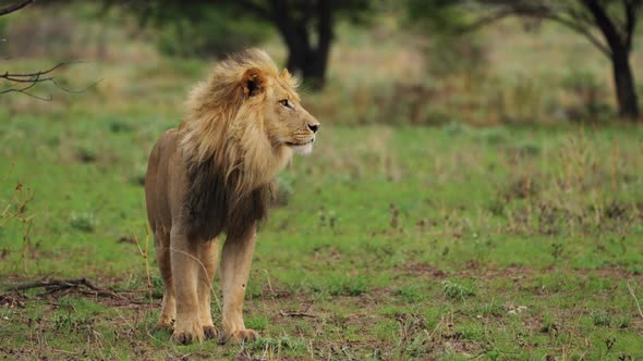 Image Of A Young Lion Against Shallow Nature Backdrop - Central Kalahari In Botswana. Selective Focu