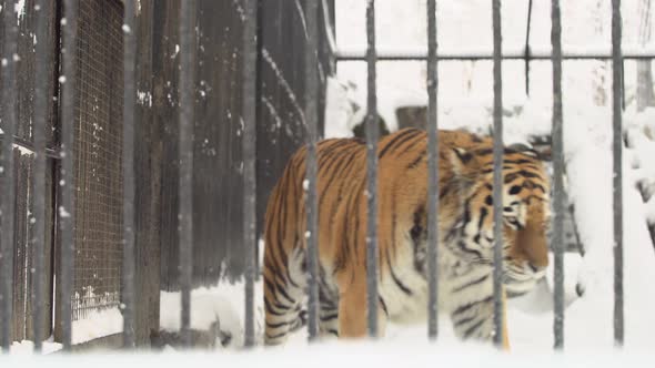 Amur Tiger Walks Into Cage In A Zoo