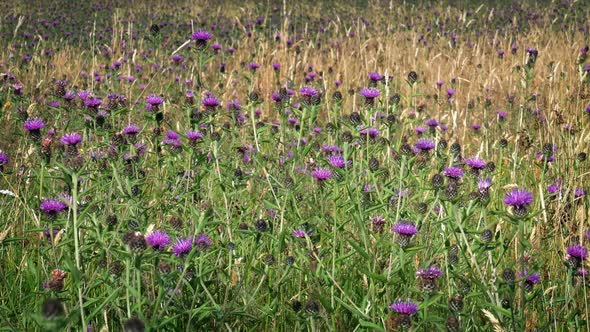 Wild Thistle Flowers In Meadow