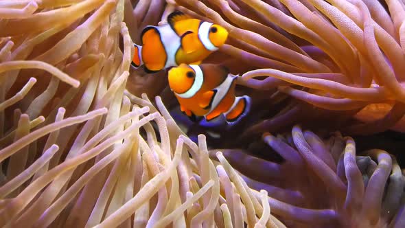 Amphiprion Ocellaris Anemonefishes