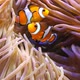 Amphiprion Ocellaris Anemonefishes - VideoHive Item for Sale