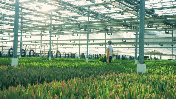 Greenhouse Worker Walking Near Tulips, Holding a Bucket with Flowers.