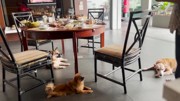 Cute Pet Dogs Sitting by Family Dining Table at Home