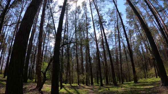 Forest with Pine Trees During the Day POV