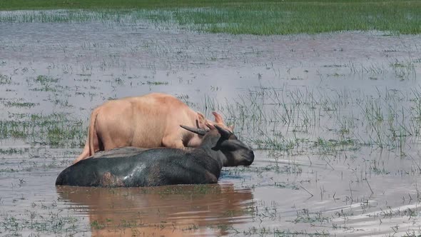 Zoom Out From Mother and Daughter Water Buffalo Enjoying a Dip