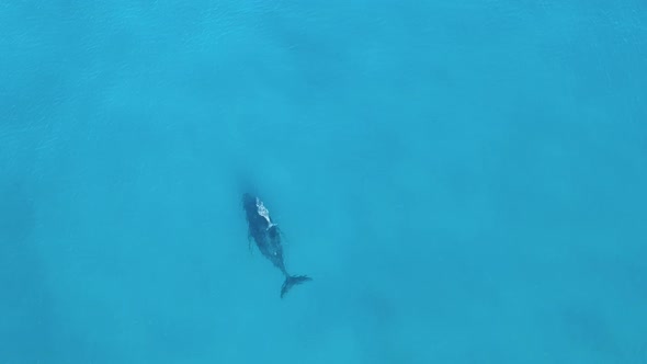 A white baby whale swimming alongside its mother