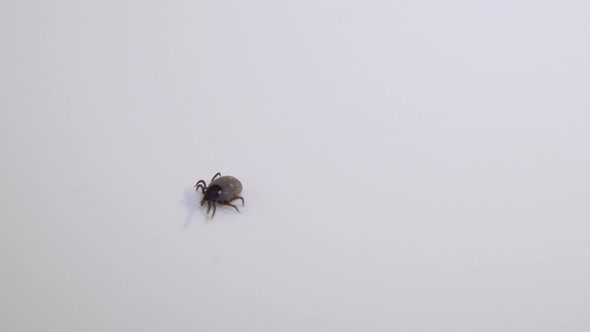 Handicaped Tick with Only 7 Legs Walking on a White Background