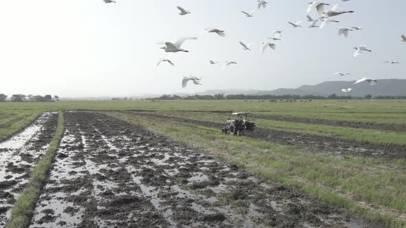 Truck Working Rice Field and the herons flying