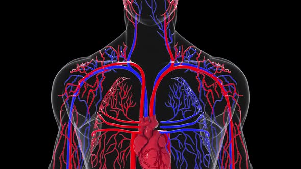 Human Circulatory System