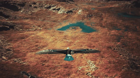 Slow Motion American Bald Eagle in Flight Over Alaskan Mountains