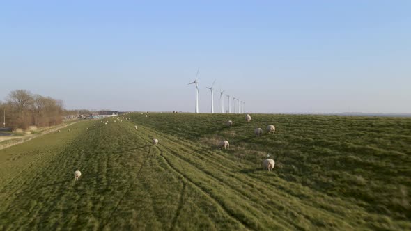 Drone flying low over Sheeps on green field against blue sky, Natural landscape, Neterlands