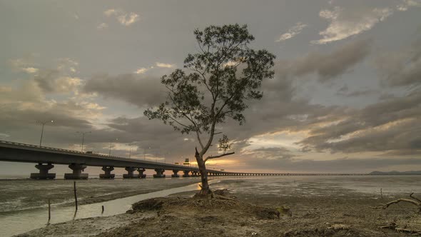 Timelapse footage 4k lonely mangrove tree