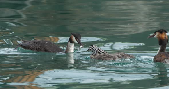 Great crested grebe with juveniles, (Podiceps cristatus), lake of Annecy, France