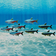 Neon Tetra Fish - 3DOcean Item for Sale