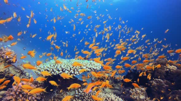 Reef Coral Tropical Garden