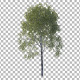 Tree - 3DOcean Item for Sale