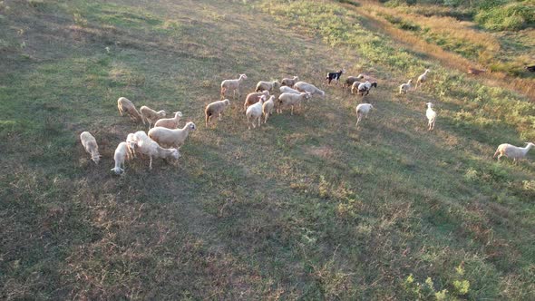 Aerial Flock of Sheep