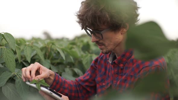 Farmer Uses a Tablet Computer on a Soy Field