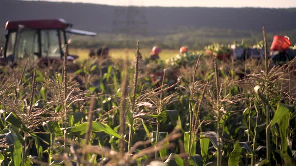 Steadicam of farm workers around tractor in backlit corn fields in morning light.