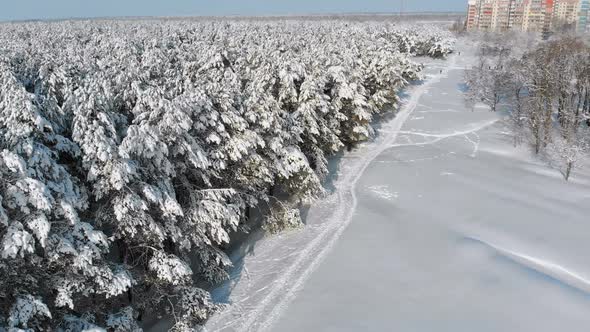 Aerial View on Winter Pine Forest and Snow Path on a Sunny Day