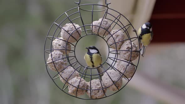 Great tit birds eating fat balls in bird feeder, slow motion zoom in