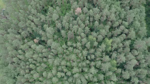 Early autumn in the forest from a bird's eye view. Mixed forest, green coniferous trees, deciduous t