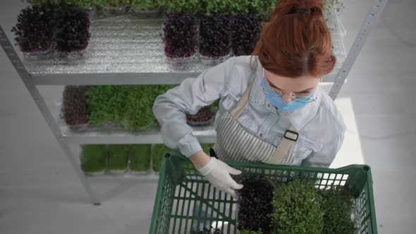 Small Farm Micro Green Young Female Farmer Wearing a Medical Mask Harvests Fresh Plant Sprouts in