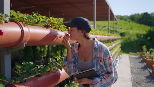 Agrotourism in Ecological Area Excursion in Farm Growing Strawberry