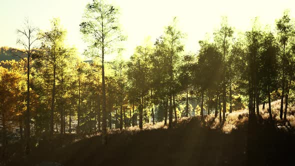 Valley with Autumn Trees Among the Mountains Lit By the Sun at Sunset alt