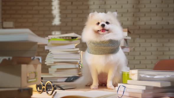 puppy dog open wide mouth on working table