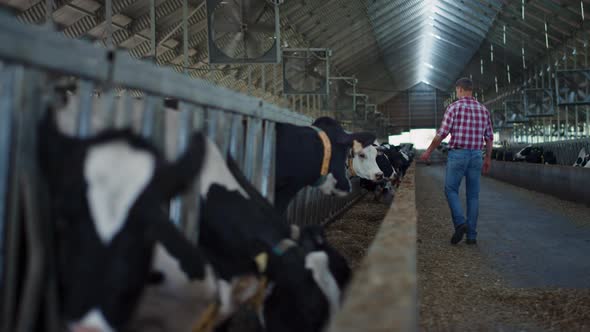 Agronomist Checking Cows Barn Walking Between Stall Rows on Cattle Farm