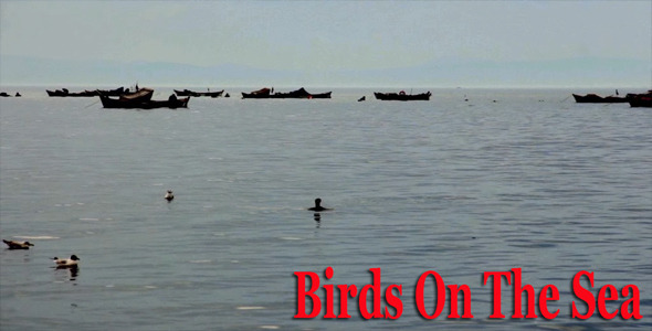 The Birds On The Sea