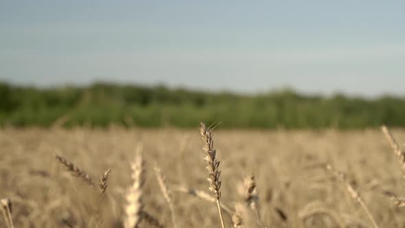 Wheat Field on an Agricultural Farm