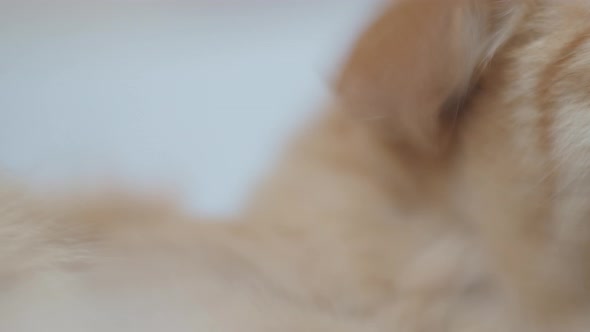 Close Up Footage of Cute Ginger Cat Licking Its Paw. Fluffy Pet Macro Portrait.