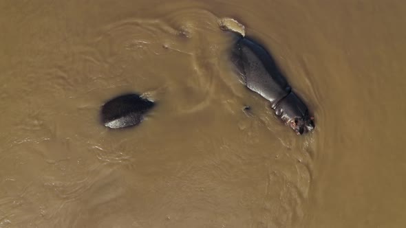 Aerial View of Hippos swimming in the river, Balule Reserve, South Africa.