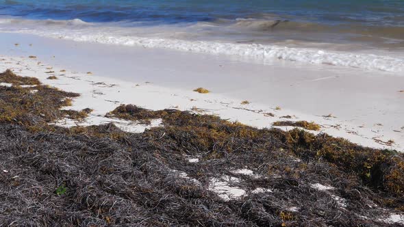 Tropical Beach with Sargassum Algae