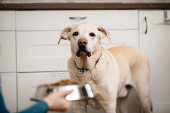 Dog waiting for feeding