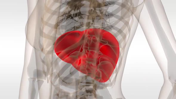 Female Liver Medical Scan Anatomy