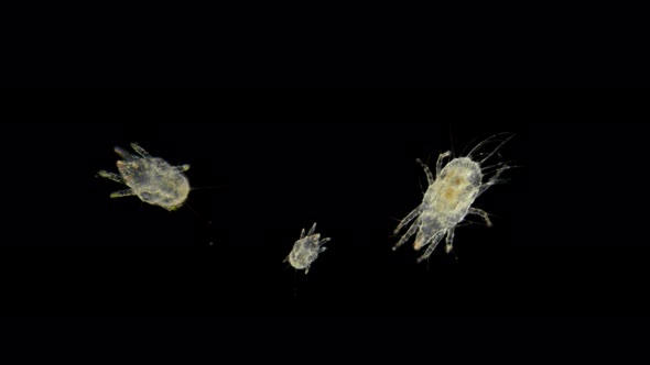 a Granary or Flour Mite Under a Microscope