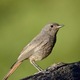 Summer Birds Songs and Raindrops