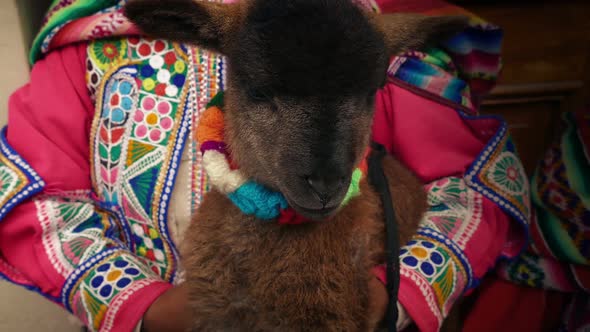 South American Woman With Lamb