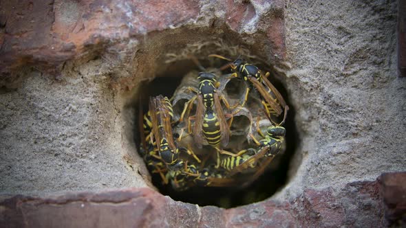 Wasps Are Building a Nest. Winged Dangerous Insects Close-up. Family of Hornets in Slow Motion.