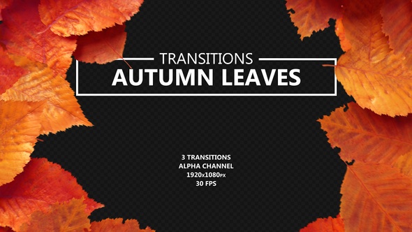 Falling Autumn Red Leaves Transitions alt