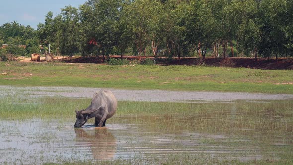 Water Buffalo Foraging in a Pond