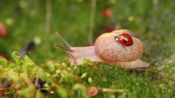 Close-up Wildlife of a Snail and Ladybug in the Sunset Sunlight.