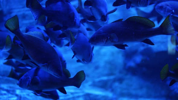 Close Up of Underwater World with Lots of Fish