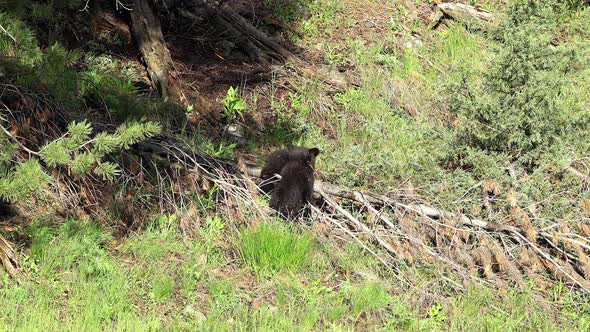 Black bear cubs in the wild playing over fallen tree