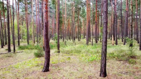 Drone flies between trees. Beautiful footage of the autumn forest