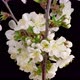 Cherry Blossom. White Flowers Blossoms on the Branches Cherry Tree. - VideoHive Item for Sale