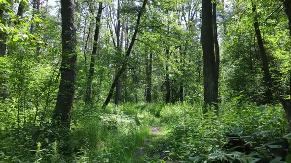 Trees in the Forest By Summer Day